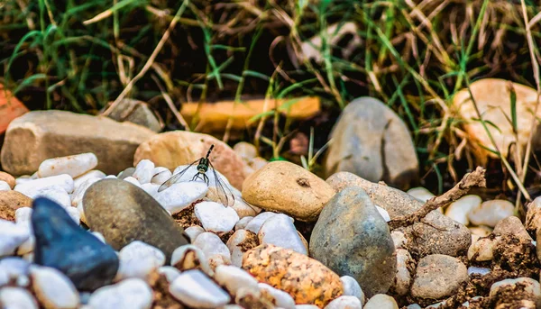 Libélula sentada em uma pilha de pedras — Fotografia de Stock