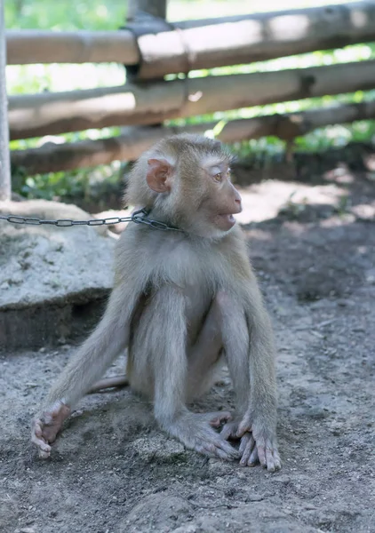 Monkey sitting on the ground with a chain on his neck — Stock Photo, Image