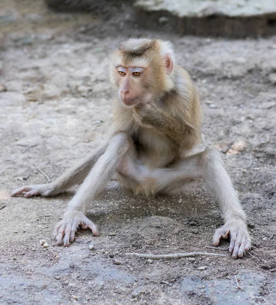 De aap zit en houdt zijn nek met zijn hand — Stockfoto