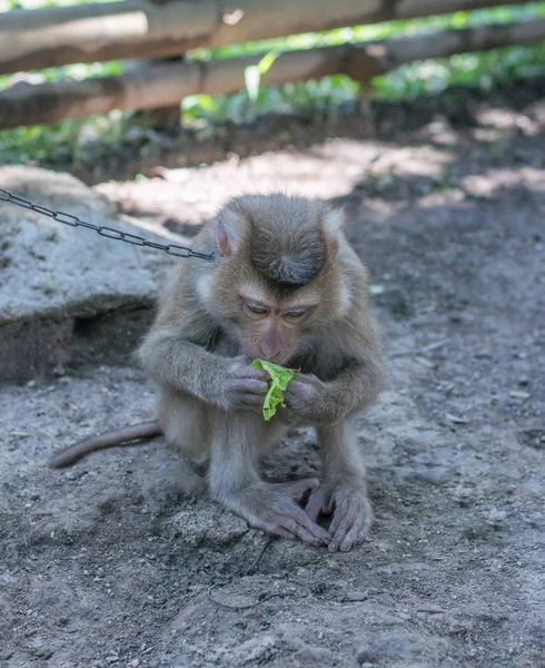 The monkey sits and eats a piece of salad