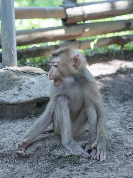 Macaco sentado no chão com uma corrente no pescoço — Fotografia de Stock