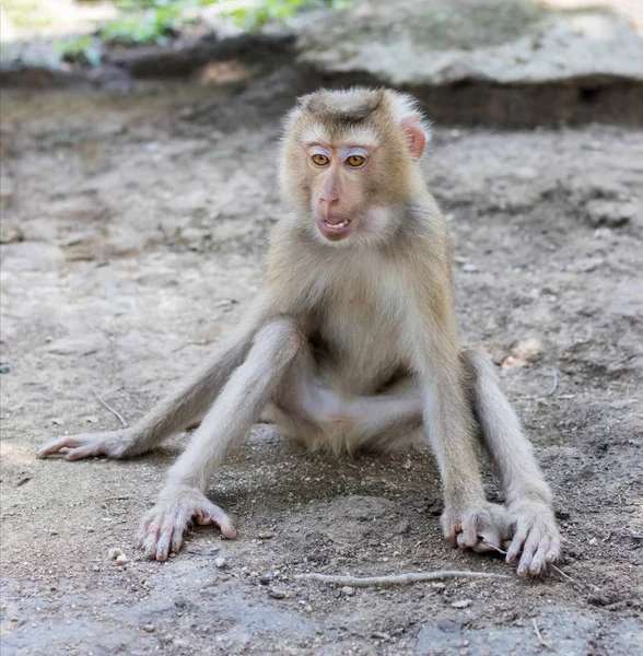 Monkey zit met open mond — Stockfoto