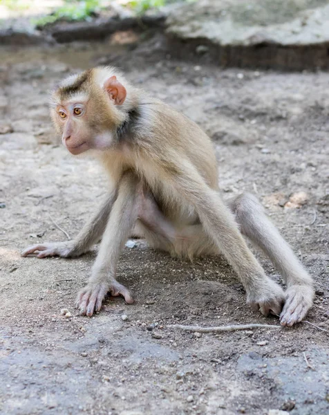 Monkey sitting on the ground bending its back