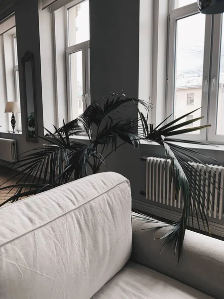 Gray vintage sofa and exotic plant in room with large windows.