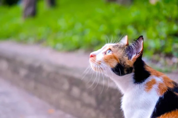 一只小猫在绿色的花园里看东西 柔和的焦点 — 图库照片