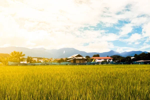 Rice field background — Stock Photo, Image