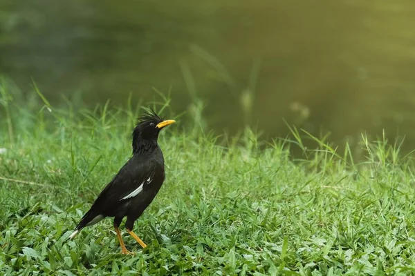 Gran Myna (Acridotheres grandis ) — Foto de Stock