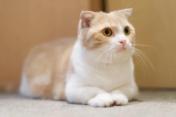 Short legs Little cute cat. — Stock Photo, Image