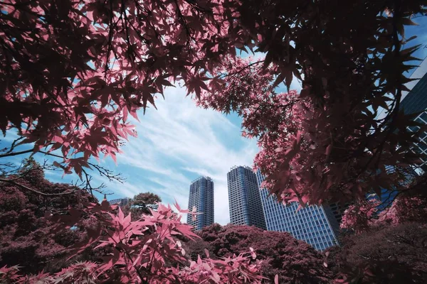 Natureza e construção em Tóquio — Fotografia de Stock