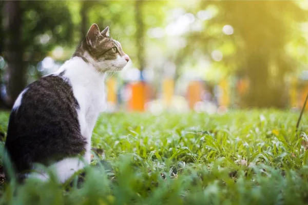 一只小猫在绿色的花园里看东西 柔和的焦点 — 图库照片