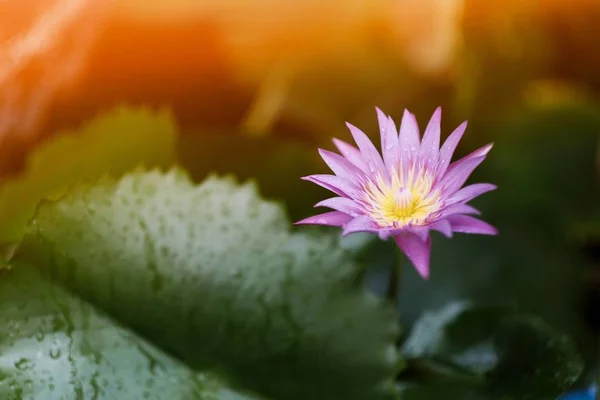 Lotus flowers bloom in the morning after rain.