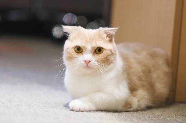 Kurze Beine kleine süße Katze. — Stockfoto