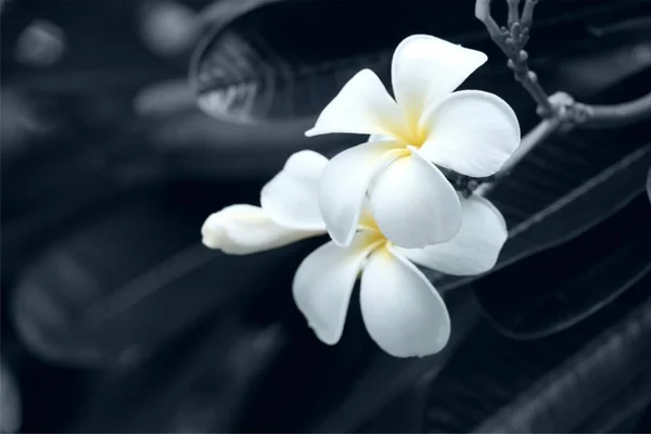 Λευκά άνθη και ασπρόμαυρα υπόβαθρα αναπαριστούν τη θλίψη. — Φωτογραφία Αρχείου