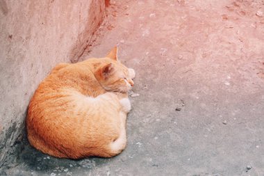 Turuncu kedi evde yerde uyuyor