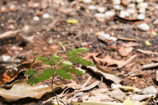 Árvores Tamarind Estão Crescendo Jardim — Fotografia de Stock