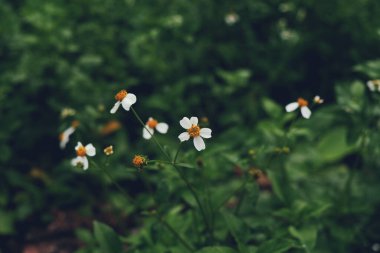 Beyaz ve sarı çiçekler, doğal arkaplan 