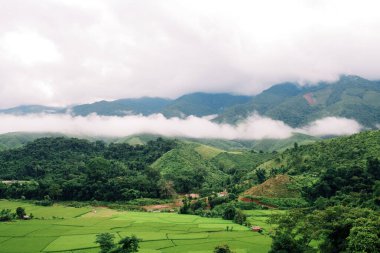 Yeşil pirinç tarlaları ve güzel dağ manzaraları.