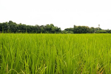 Yeşil pirinç tarlaları arka planda 