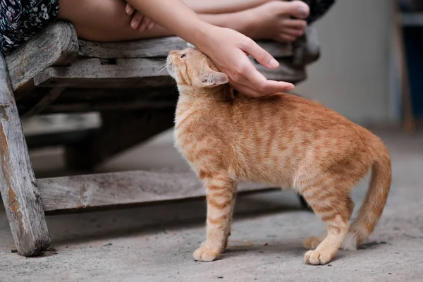Seorang Gadis Bermain Dengan Kucingnya Rumah — Stok Foto