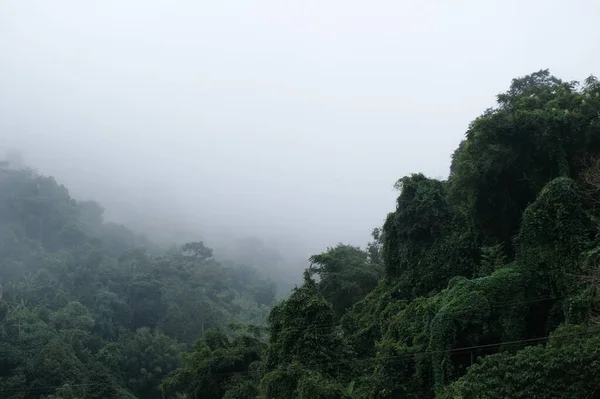 Bosque Niebla Hermosos Fondos Naturales — Foto de Stock