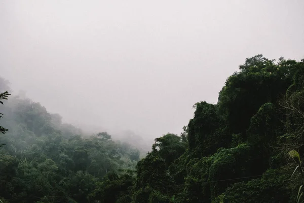 Floresta Nevoeiro Belas Origens Natureza — Fotografia de Stock