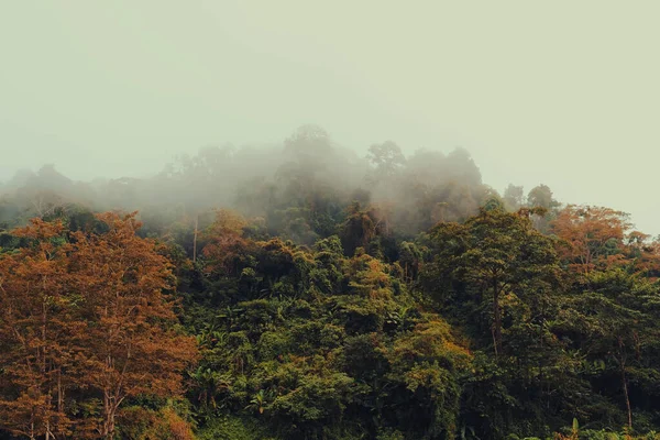 Δάσος Και Ομίχλη Όμορφο Υπόβαθρο Της Φύσης — Φωτογραφία Αρχείου
