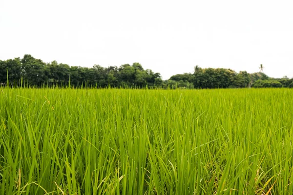 Campos Arroz Verde Paisagem Fundos — Fotografia de Stock