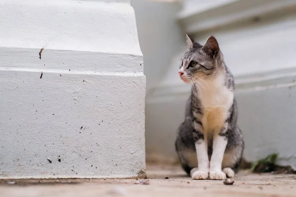 Egy Aranyos Macska Kertben Kert Bokeh Hátterek — Stock Fotó