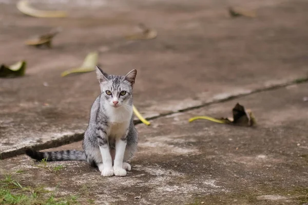 Egy Aranyos Macska Kertben Kert Bokeh Hátterek — Stock Fotó