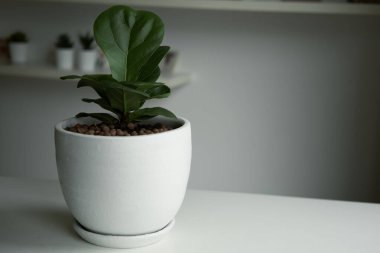 Oturma odasındaki seramik kaplarda yeşil yapraklar. 