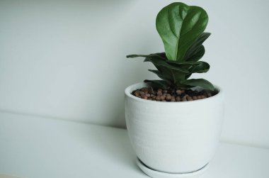 Oturma odasındaki seramik kaplarda yeşil yapraklar. 