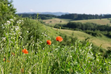 Kırmızı haşhaş çiçekli yeşil bahar çayır 