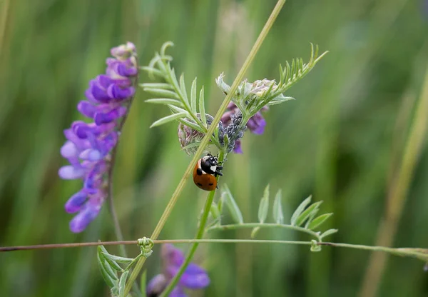 Marienkäfer Auf Lila Blüten — Stockfoto