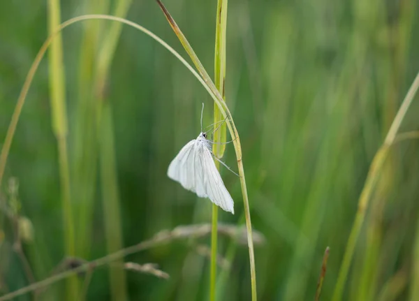 草の上の美しい春の蝶 — ストック写真