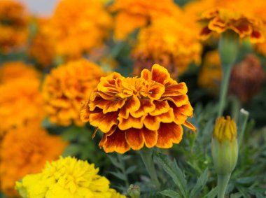 Bahçedeki kadife çiçekleri