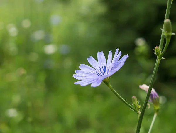 Blommande Blå Wildflower Närbild — Stockfoto