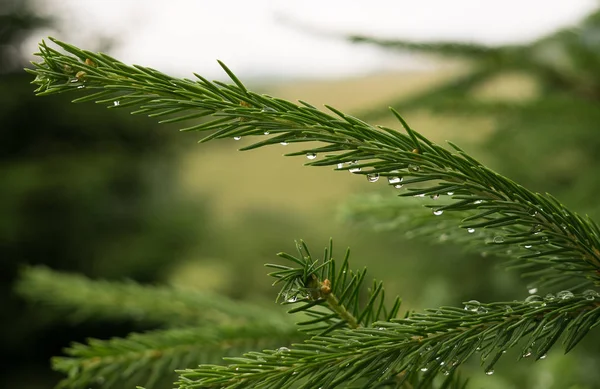 Pino Verde Nel Bosco — Foto Stock