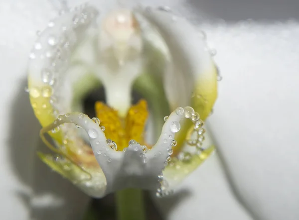 Fleur Orchidée Jaune Blanche Fraîche — Photo
