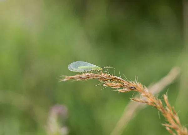 Insect Sitting Branch Close — Stockfoto