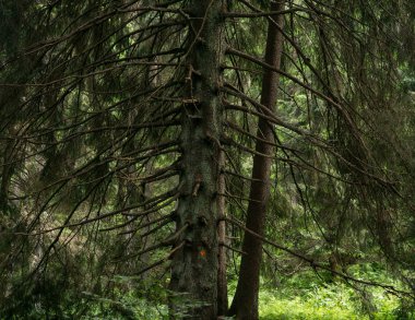 Ormandaki fidan ağacı