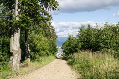 Yeşil dağ Orman yolundaki