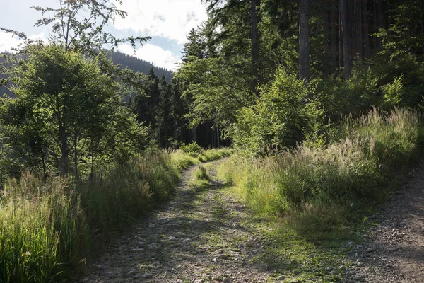 Sumer Bos Landschap Zonsopgang — Stockfoto