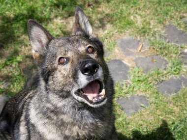 Güneş ışığında eski gri Alman Çoban Köpeği Portresi 