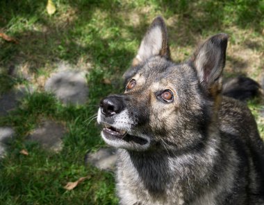 Güneş ışığında eski gri Alman Çoban Köpeği Portresi 