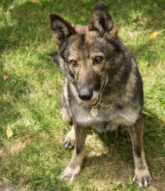 Güneş ışığında eski gri Alman Çoban Köpeği Portresi 