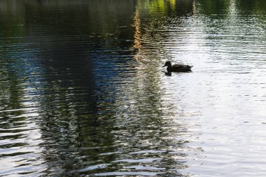 water reflection and duck on the lake.