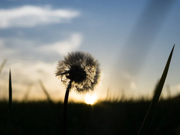 夕暮れ時の芝野ぼかし — ストック写真