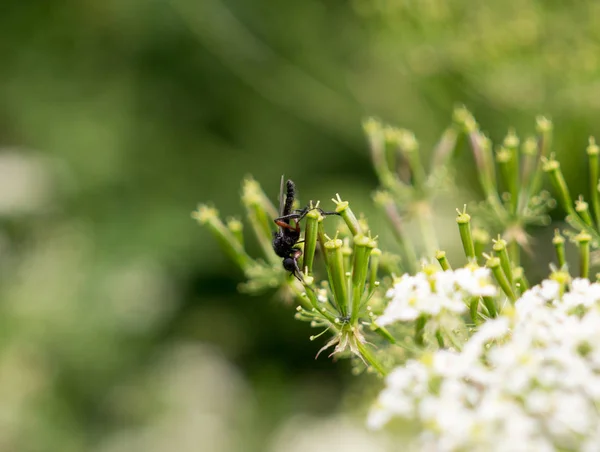Biene Auf Den Grünen Blättern — Stockfoto