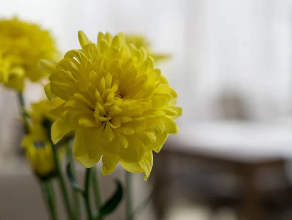 Zamknij Widok Przetargu Świeże Żółte Kwiaty Wazonie Niewyraźne Tło — Zdjęcie stockowe