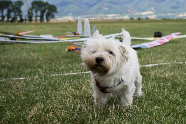 Fluffy white bichon dog walking on green grass in airplane field